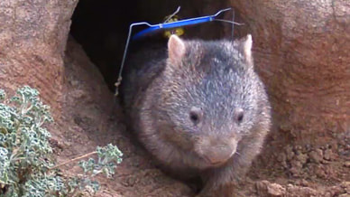burrow-flap-wombat_orig burrow-flap-wombat_orig