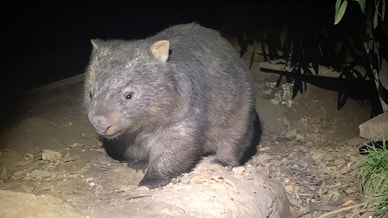 wombat-spotlight_orig wombat-spotlight_orig