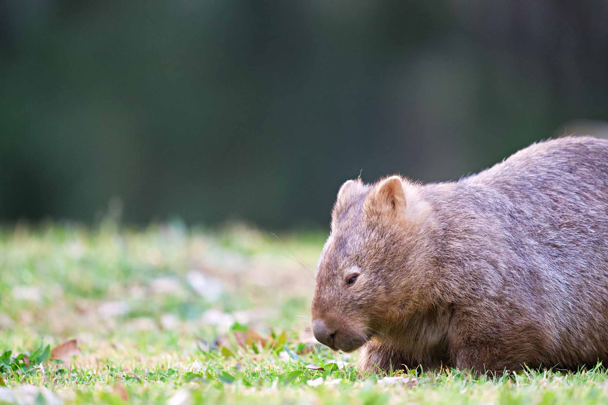 wombat